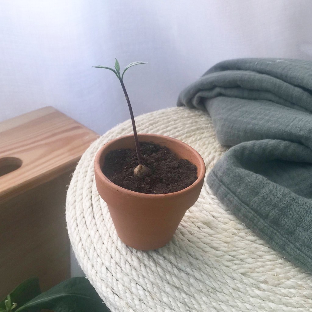 Cómo germinar un hueso de&nbsp;aguacate